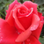 Rdeča - Vrtnica čajevka - Allégresse